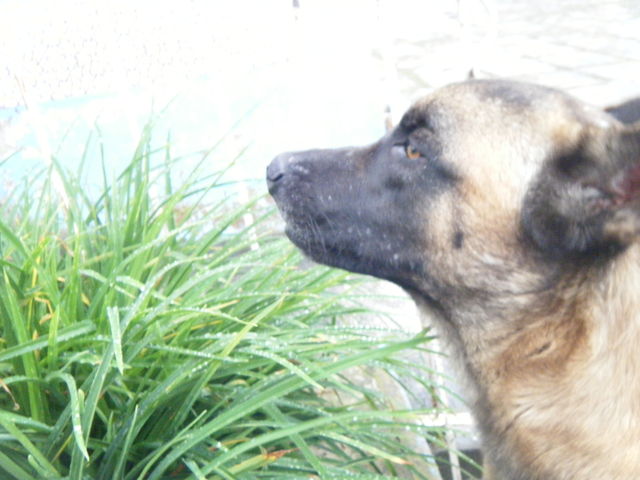 Sam, el elegante.
